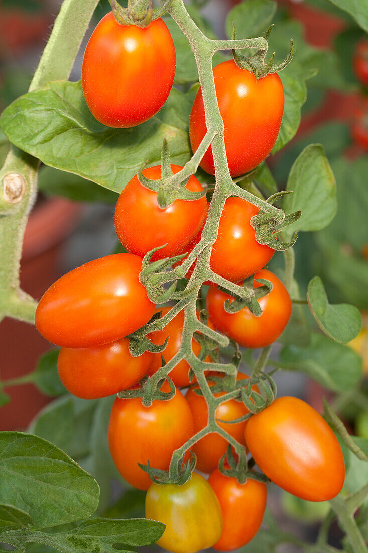 Solanum lycopersicum Apricot Dream 