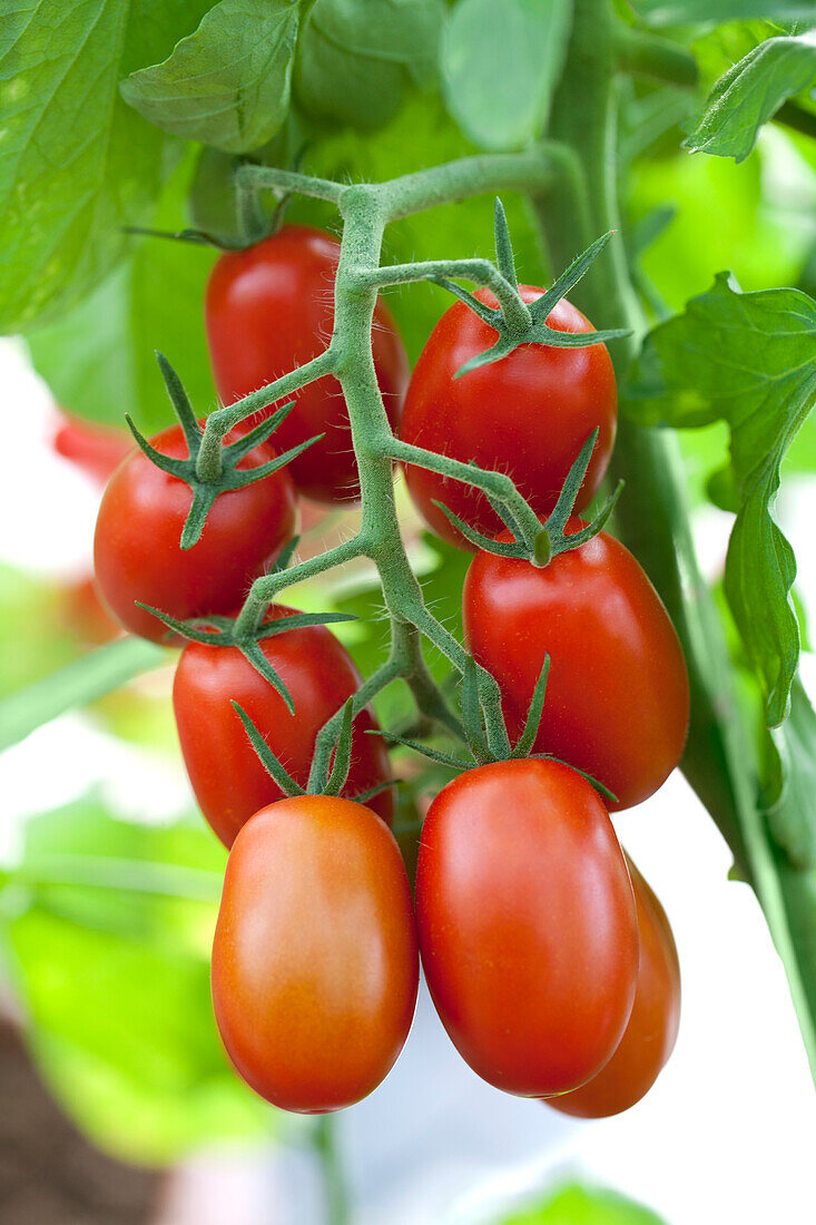 Solanum lycopersicum Ravello F1