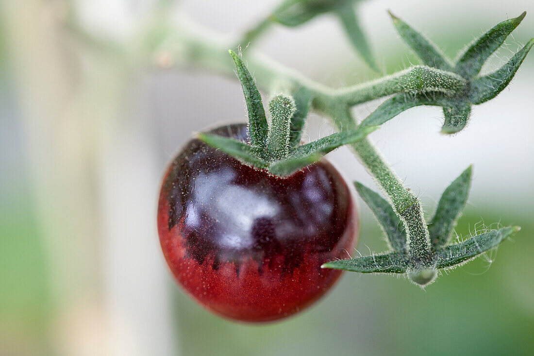 Solanum lycopersicum Indigo Blue Berries 