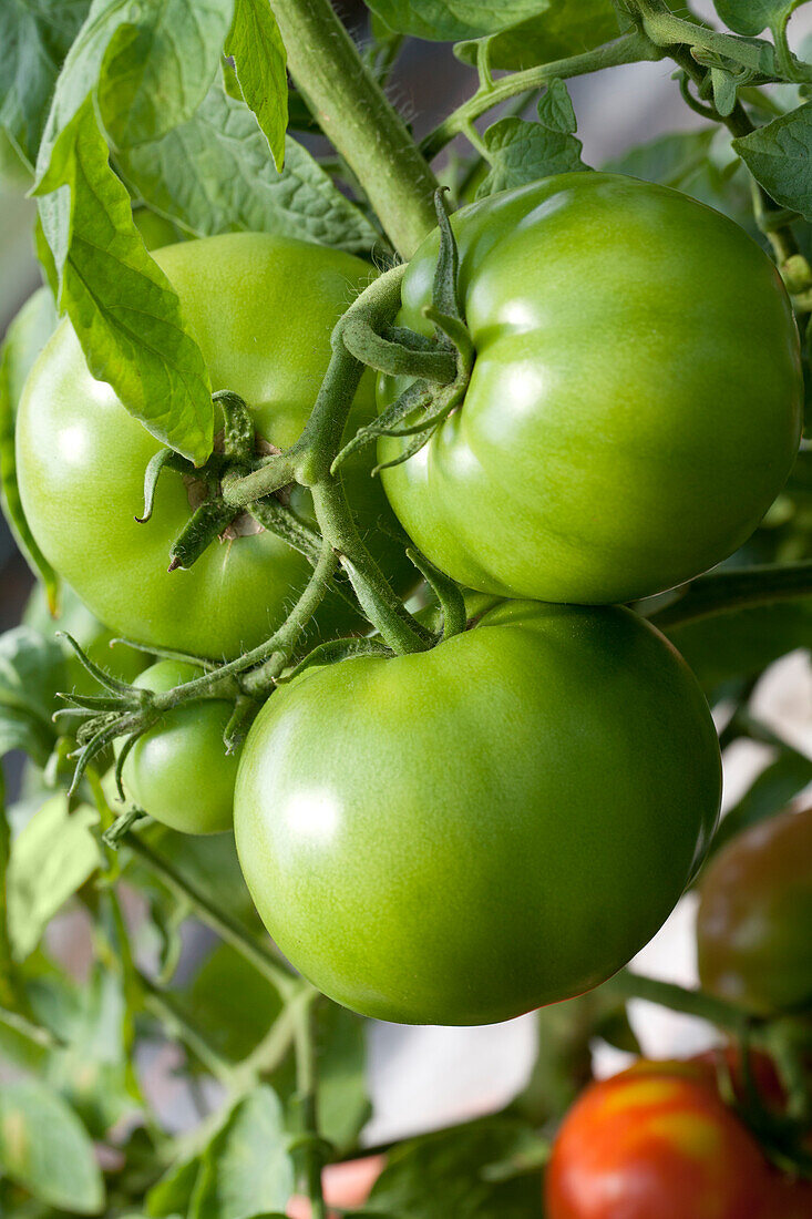 Solanum lycopersicum Big Green F1