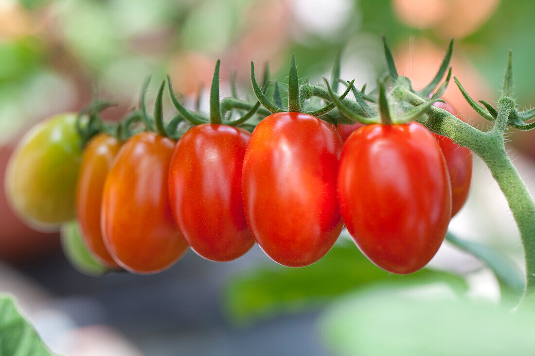 Solanum lycopersicum var. cerasiforme 'Dasher'