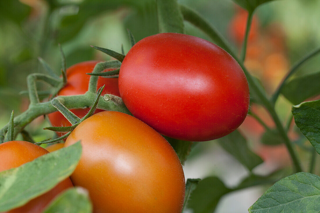 Solanum lycopersicum Loreto F1