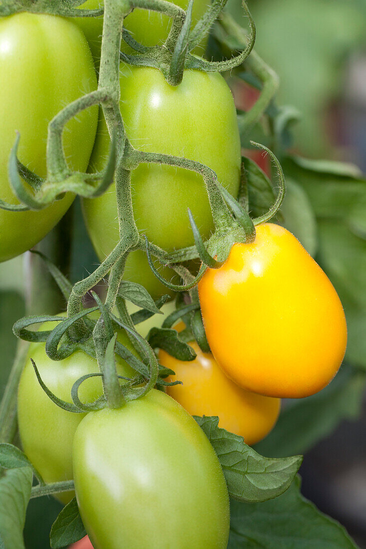 Solanum lycopersicum Orama F1