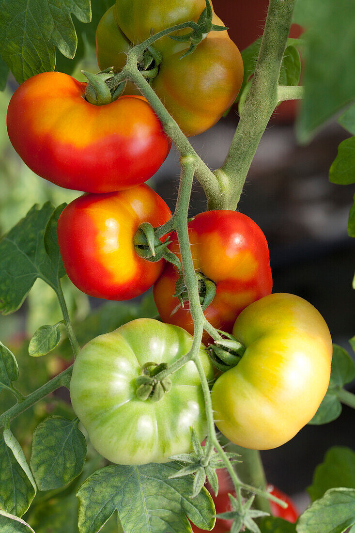 Solanum lycopersicum Rice Tomato Organic