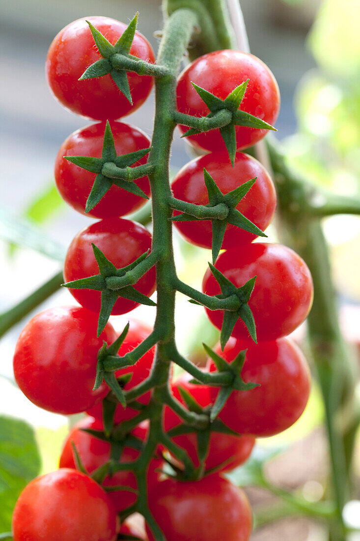 Solanum lycopersicum Strillo (Cherry)