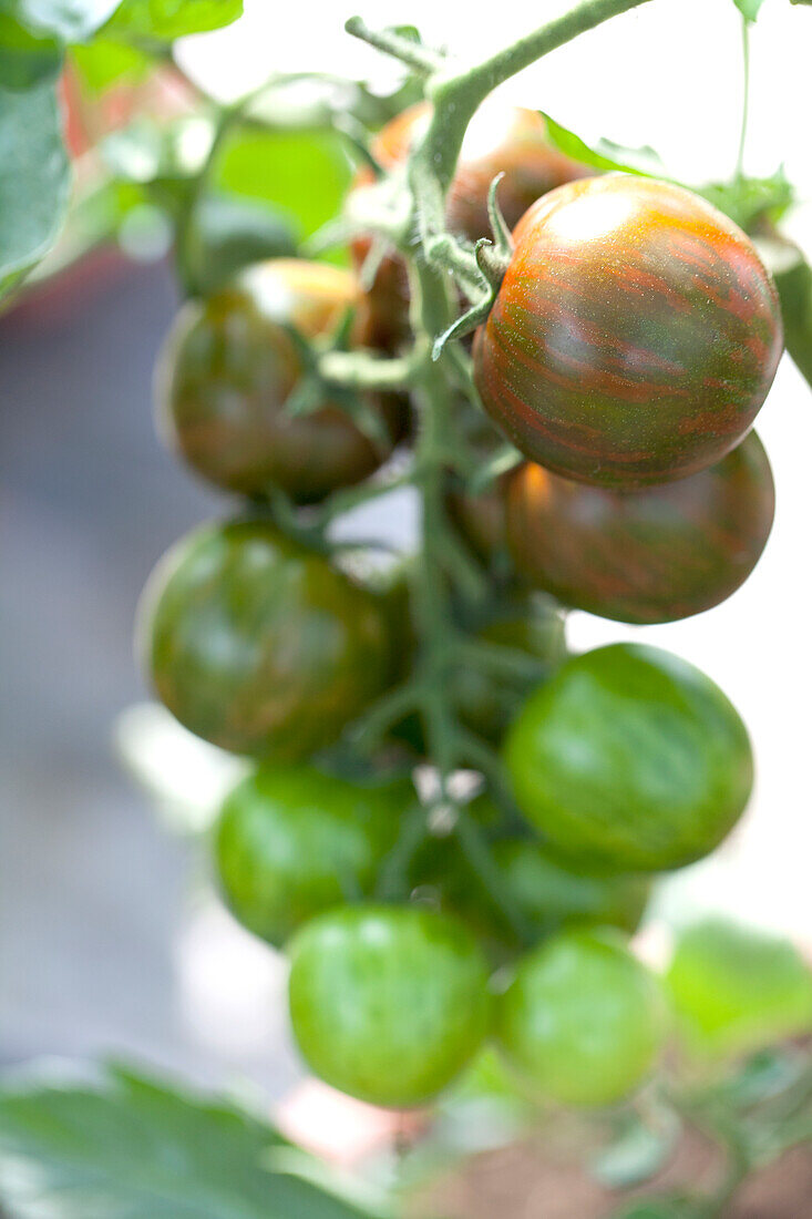 Solanum lycopersicum Tiger