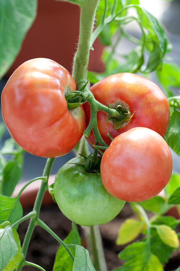Solanum lycopersicum Umami