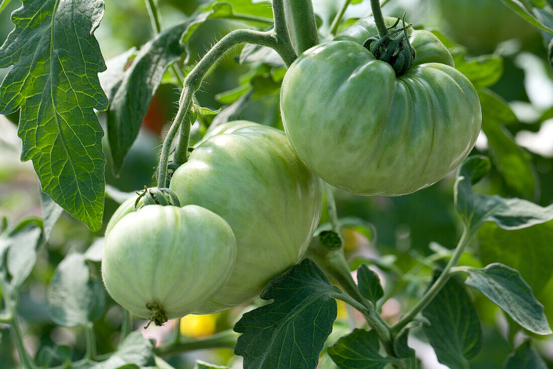 Solanum lycopersicum 'Ananas'