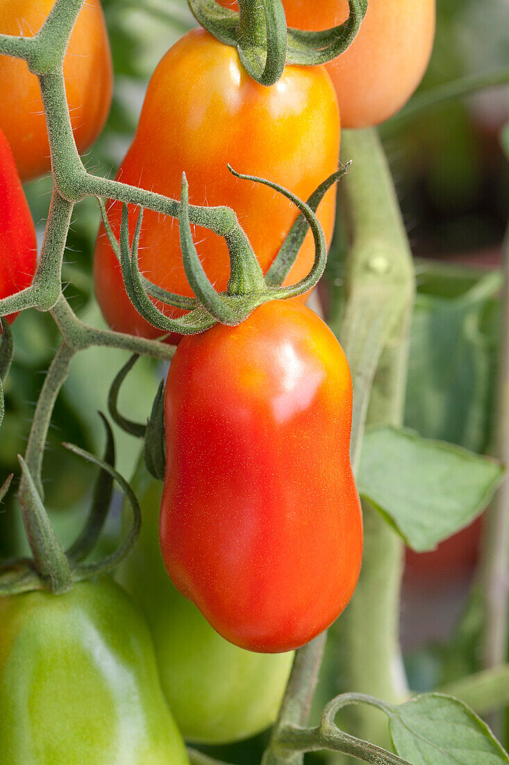 Solanum lycopersicum Mirza (Typ San Marzano)