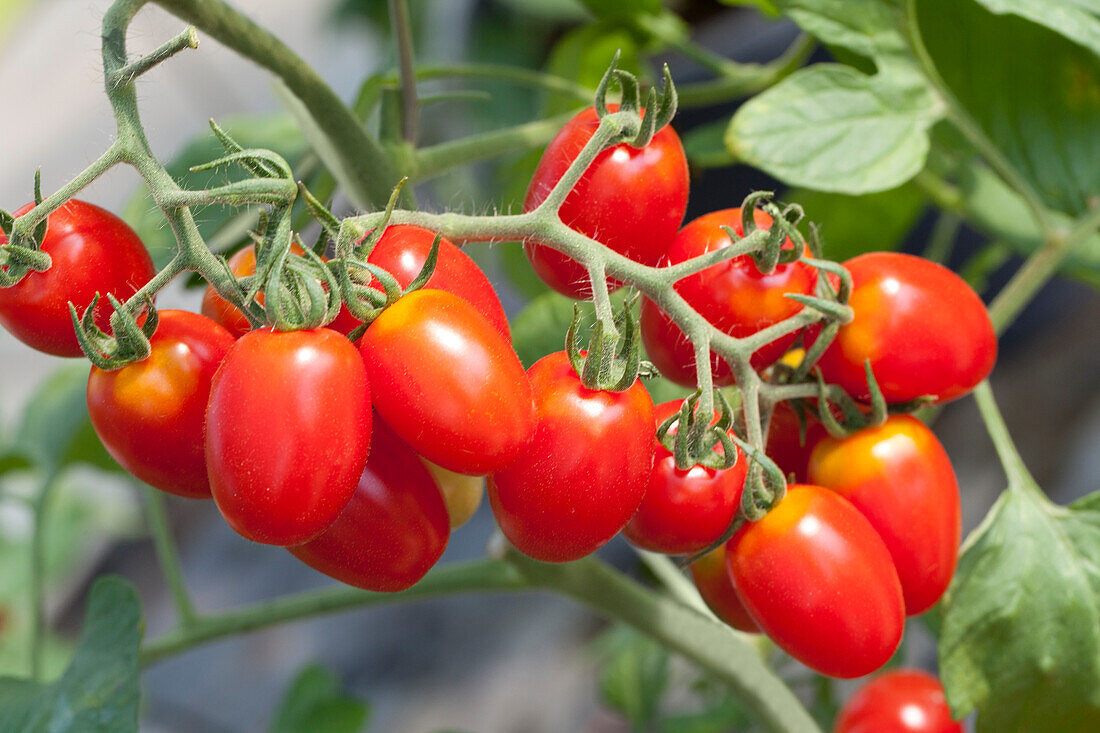 Solanum lycopersicum Romello