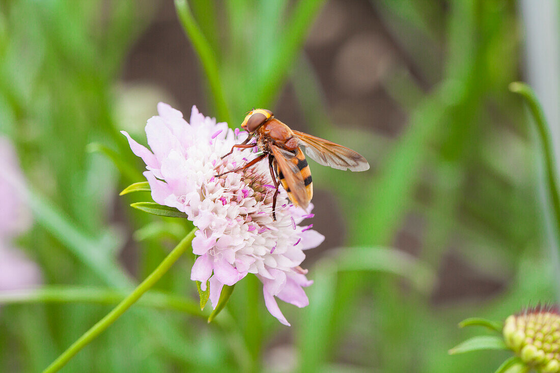 Scabiosa atropurpurea