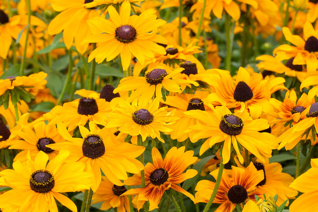 Rudbeckia hirta 'Marmalade'