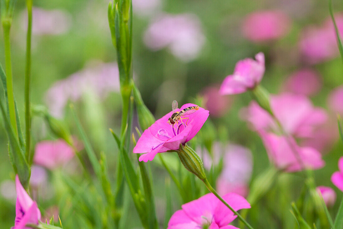 Silene coeli-rosa 'Blue Angel