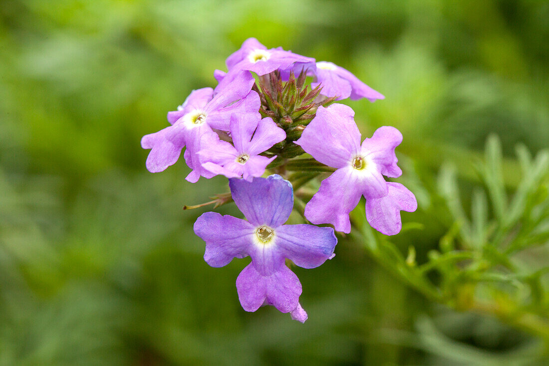 Verbena 'Serenity'