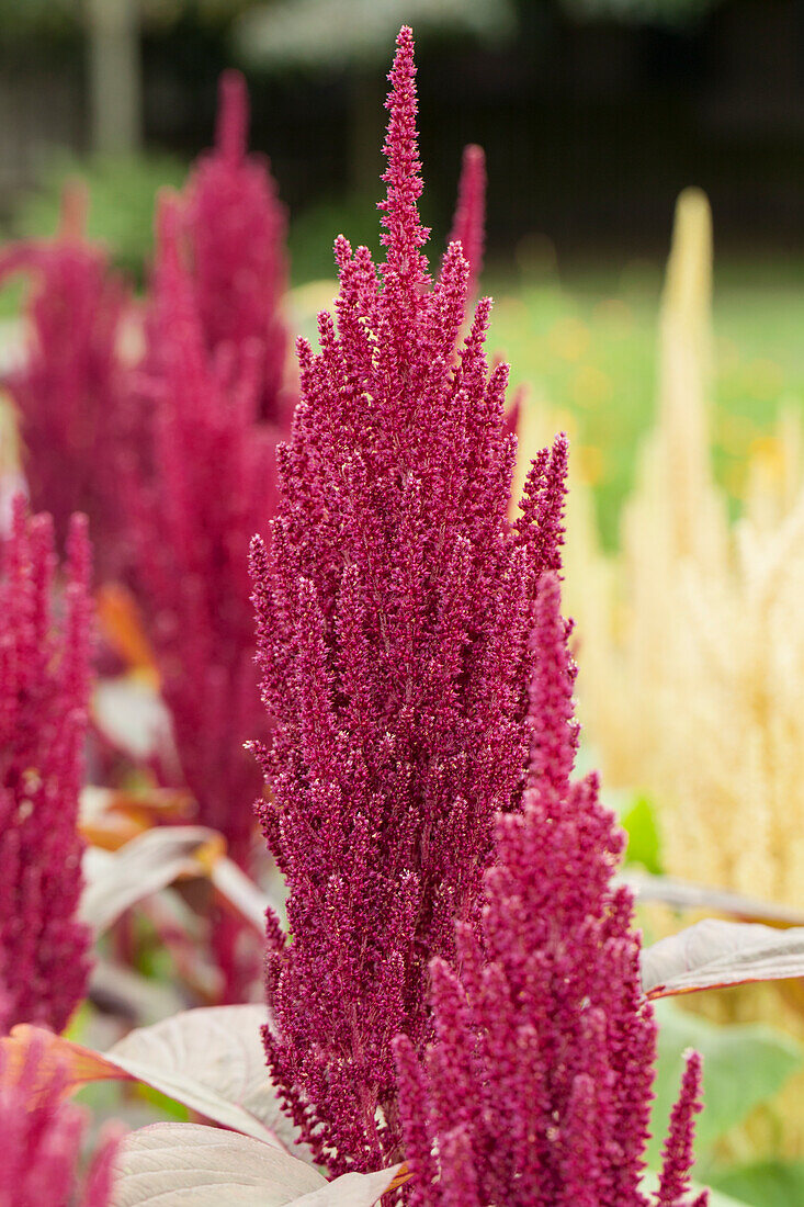 Amaranthus cruentus 'Hot Chili Red'