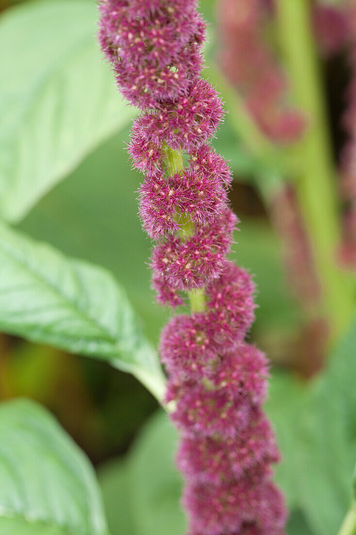 Amaranthus cruentus 'Amont'