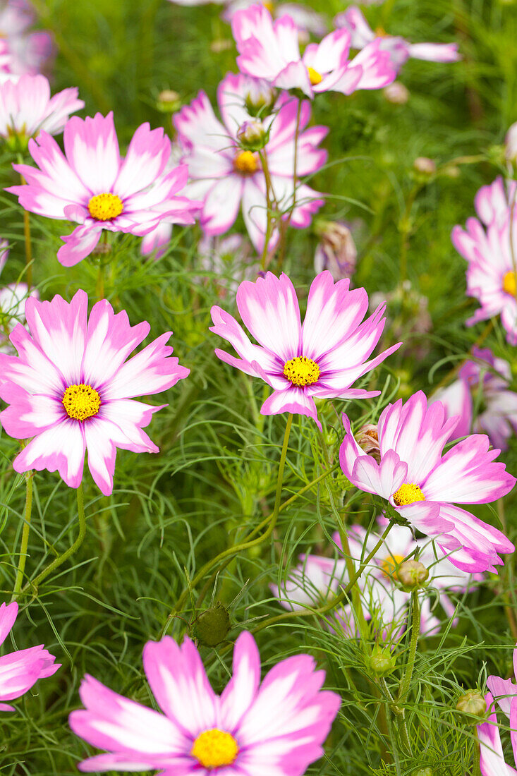 Cosmos bipinnatus 'Capriola'