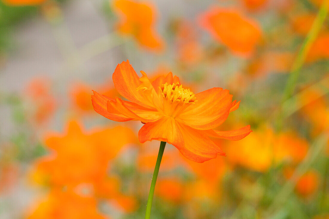 Cosmos sulphureus