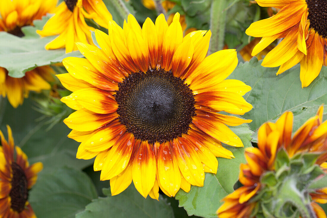 Helianthus annuus 'Rio Carnival'