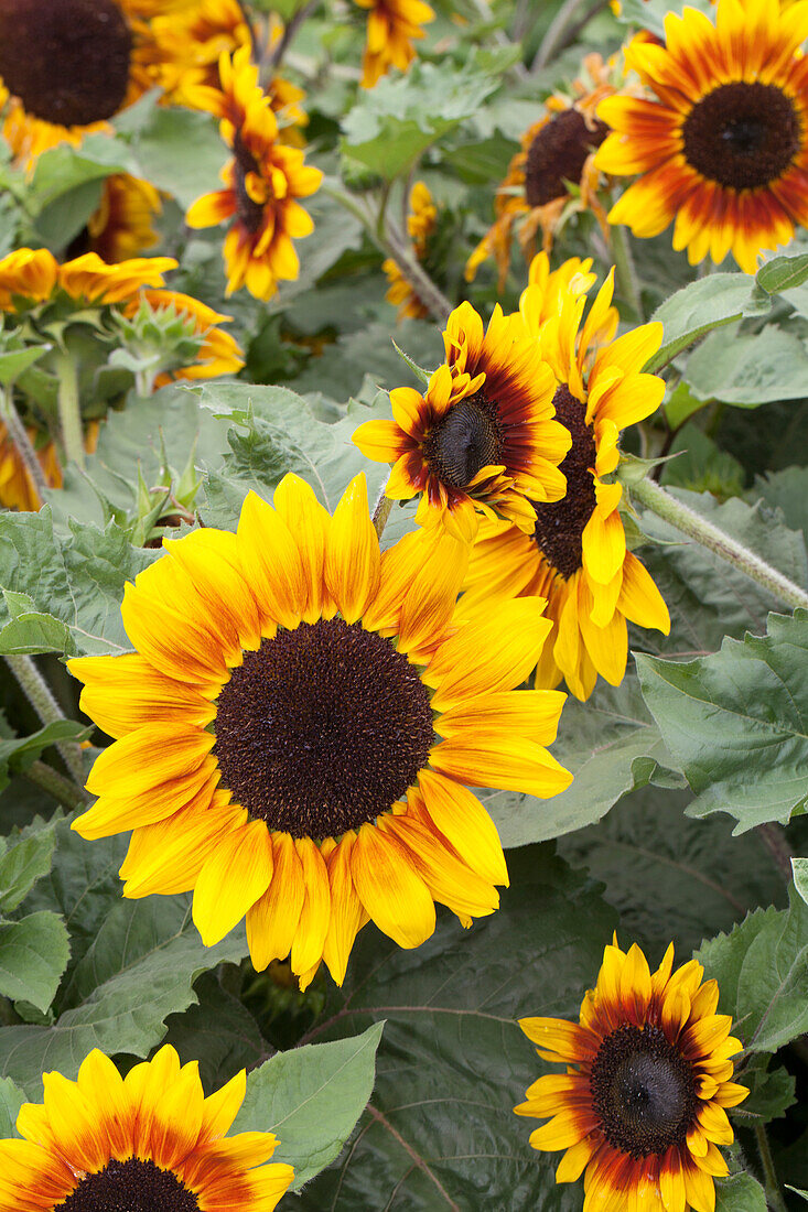 Helianthus annuus 'Rio Carnival'