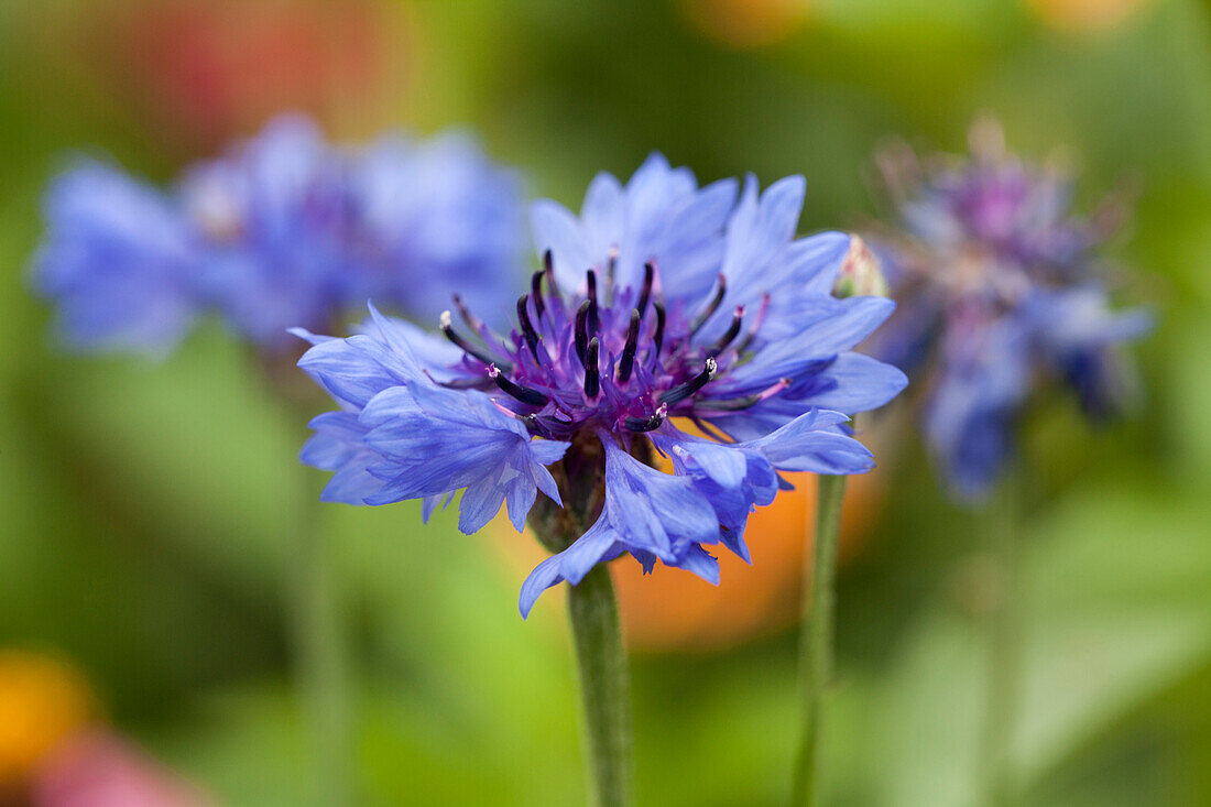 Blumenmischung Dolce Vita (Centaurea cyanus)