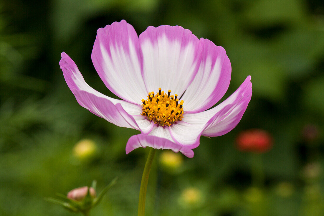 Blumenwiese Eden  