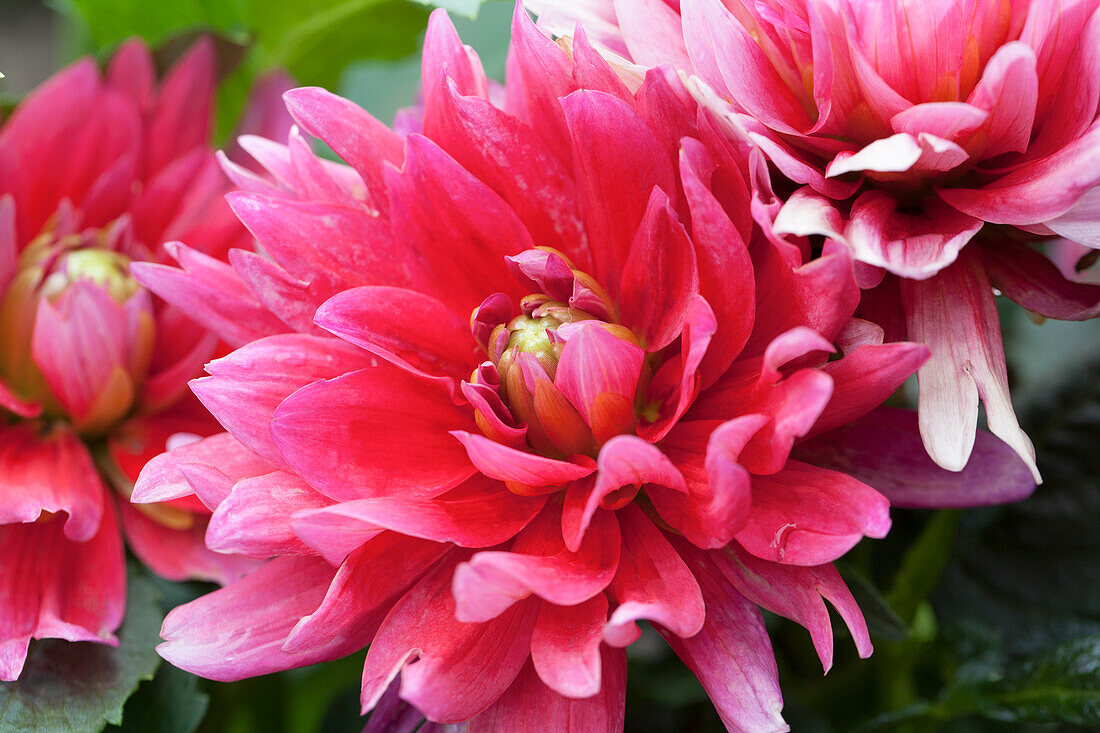 Dahlia 'Berliner Orange'