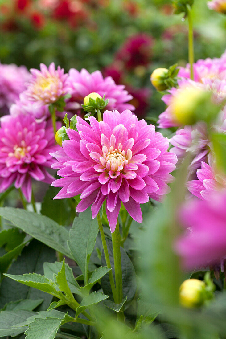 Dahlia 'Lisa' (Patio-Dahlie)