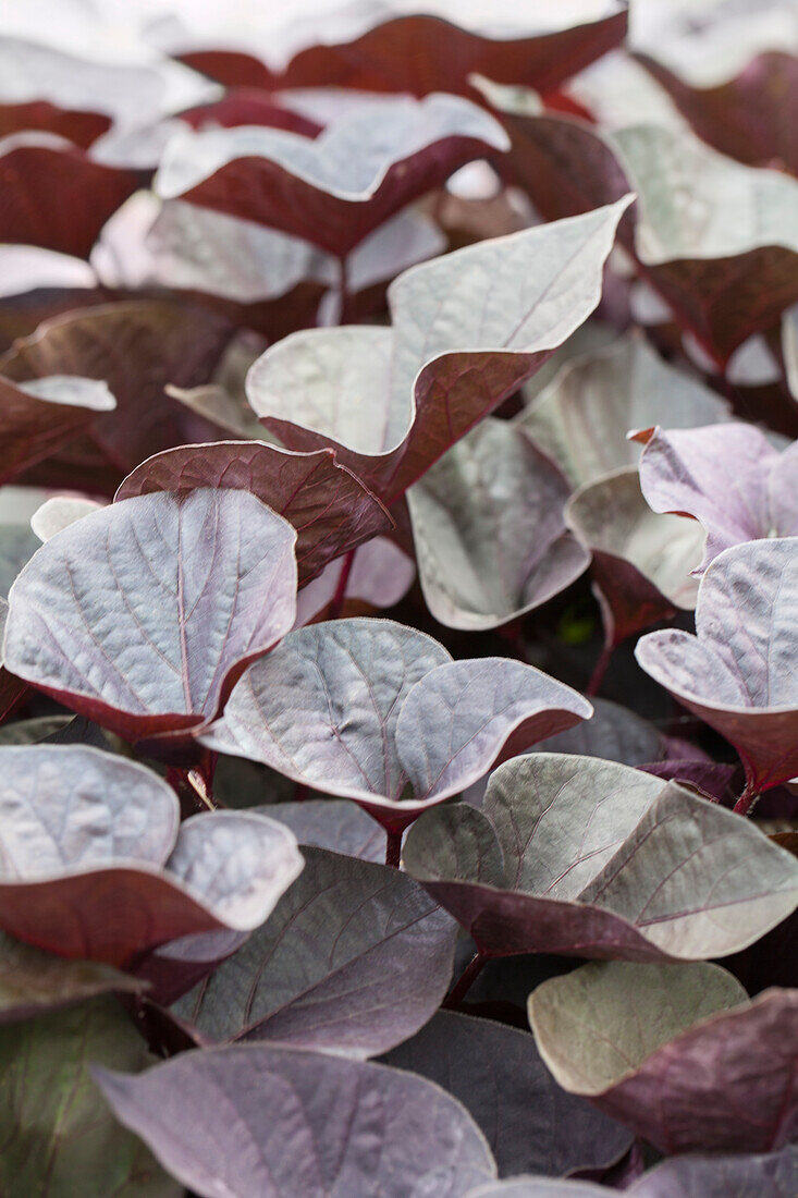 Ipomoea batatas 'Mardi Gras'