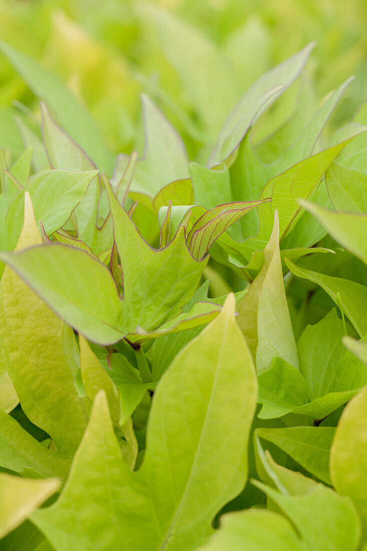 Ipomoea batatas 'Papas Yellow Compact'