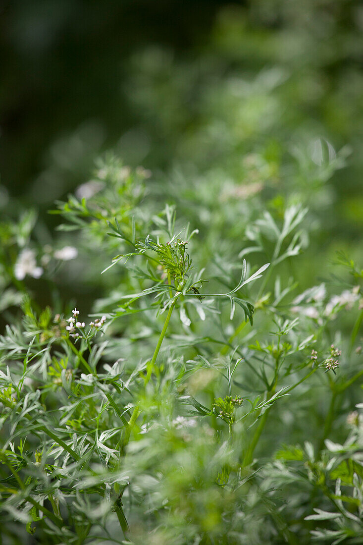 Coriandrum sativum 'Cilantro'