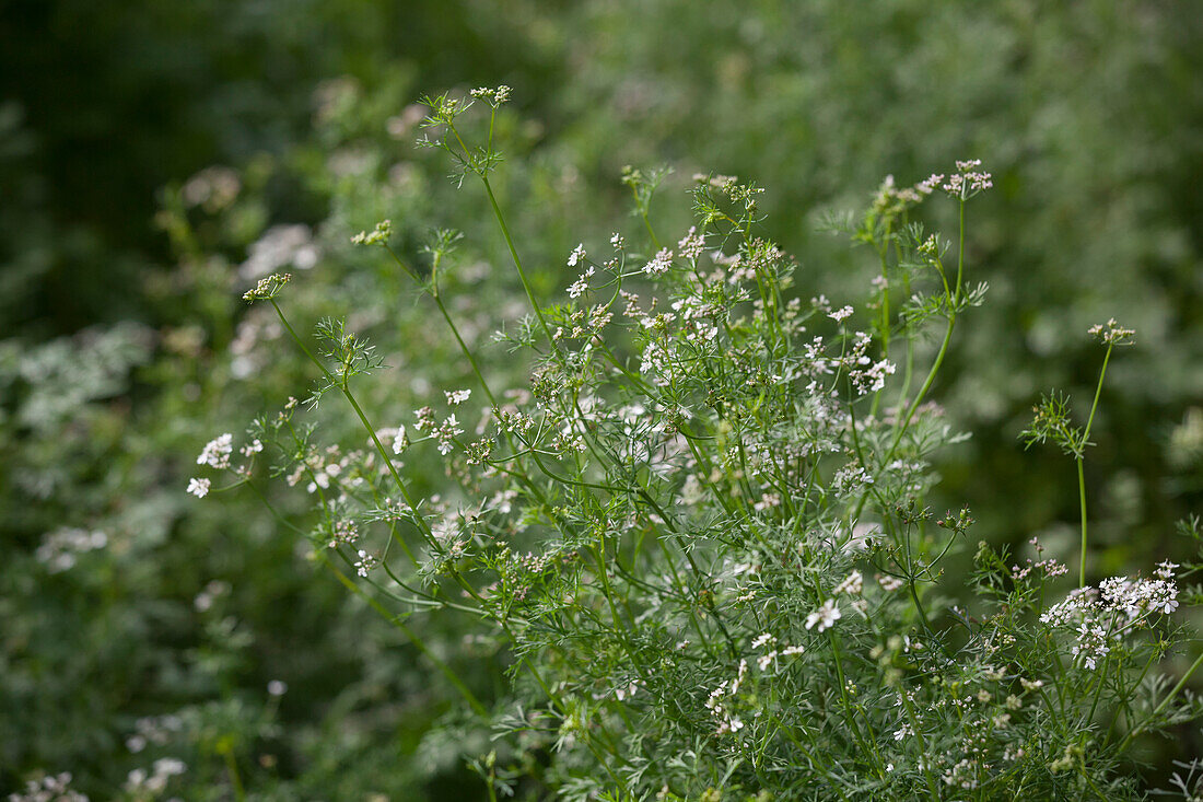 Coriandrum sativum 'Caribe'