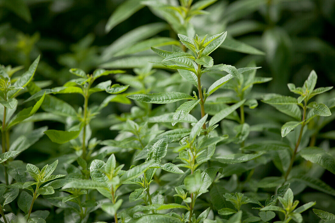 Aloysia triphylla