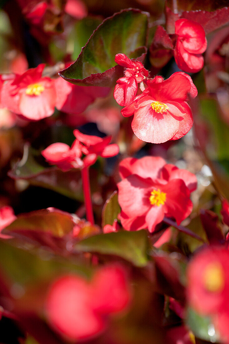 Begonia semperflorens