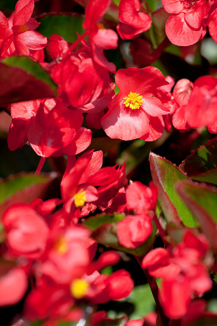 Begonia semperflorens