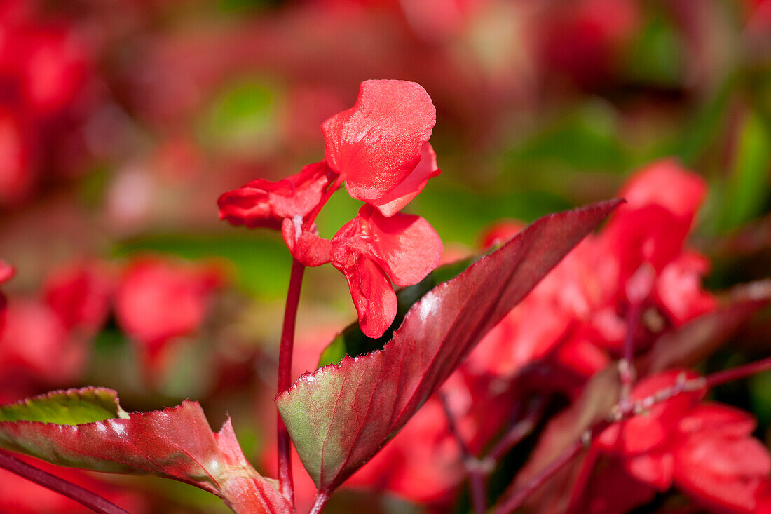 Begonia semperflorens 'Super Olympia® Red'