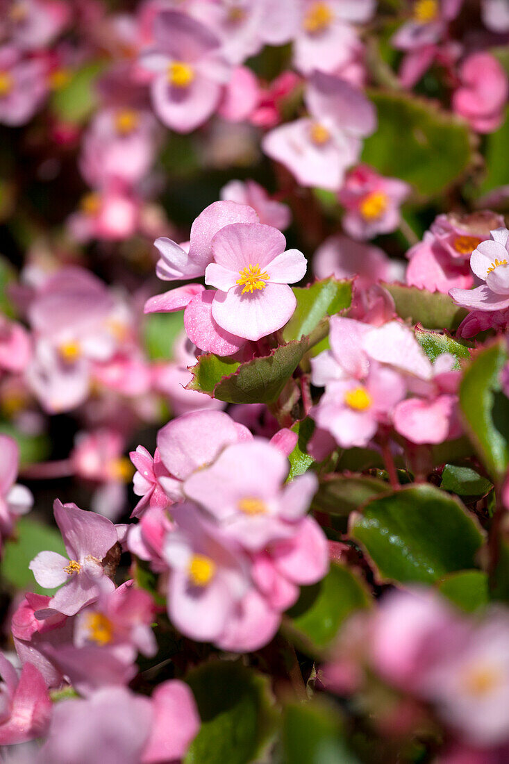 Begonia semperflorens 'Super Olympia'®