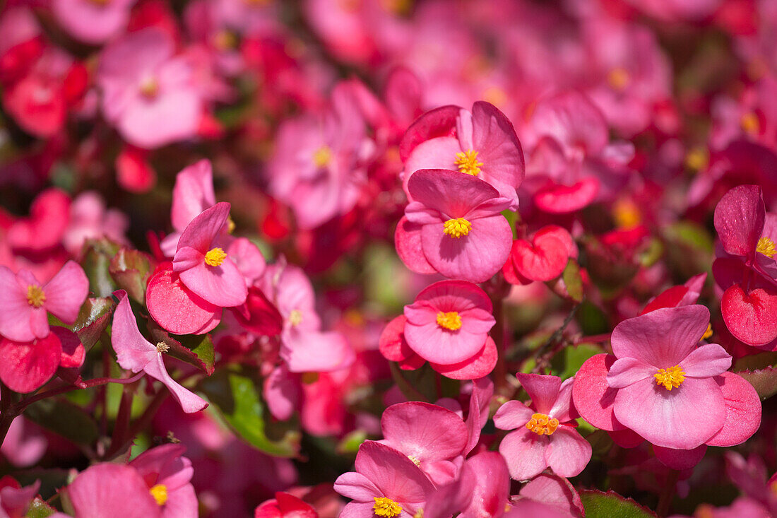 Begonia semperflorens 'Super Olympia'®