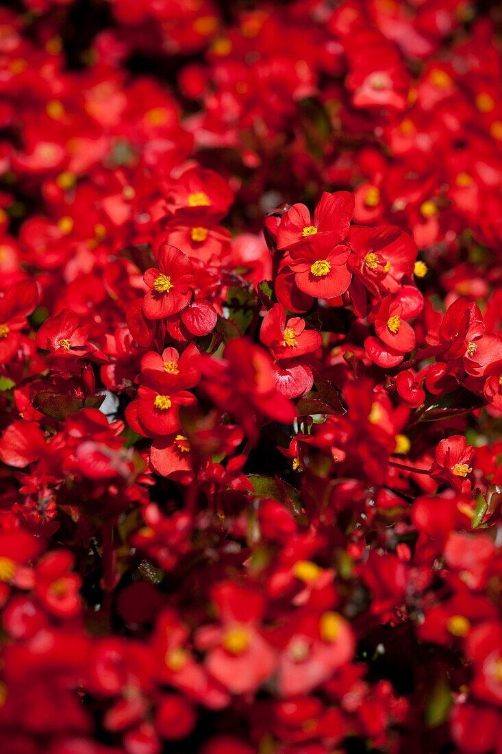 Begonia semperflorens 'Super Olympia® Red'