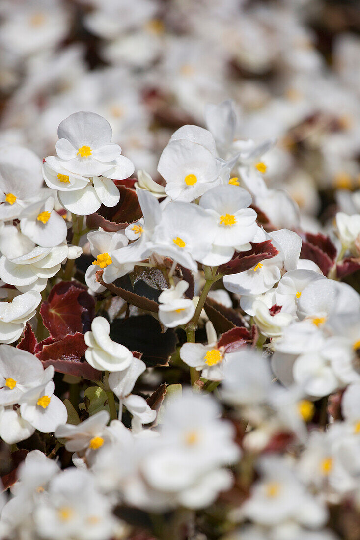 Begonia semperflorens