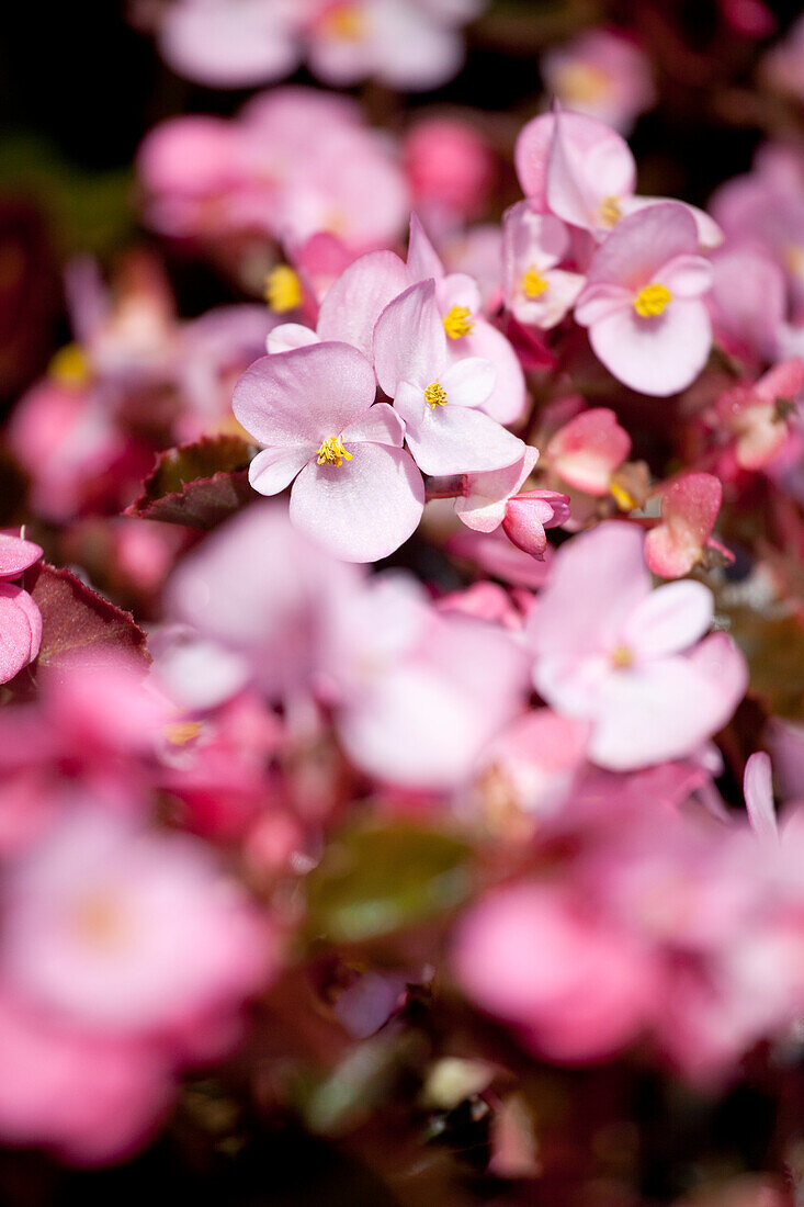 Begonia semperflorens