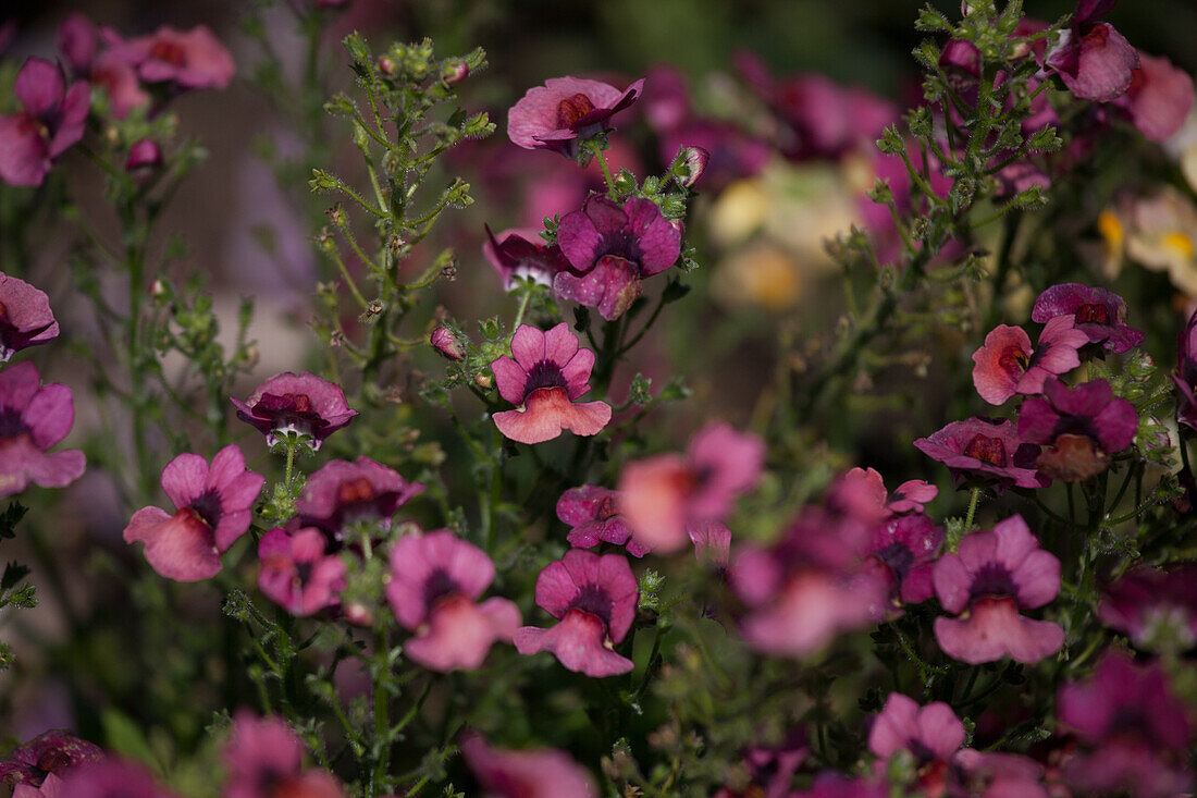 Plectranthus - Nesia Dark Pink / Nesia Fantasy