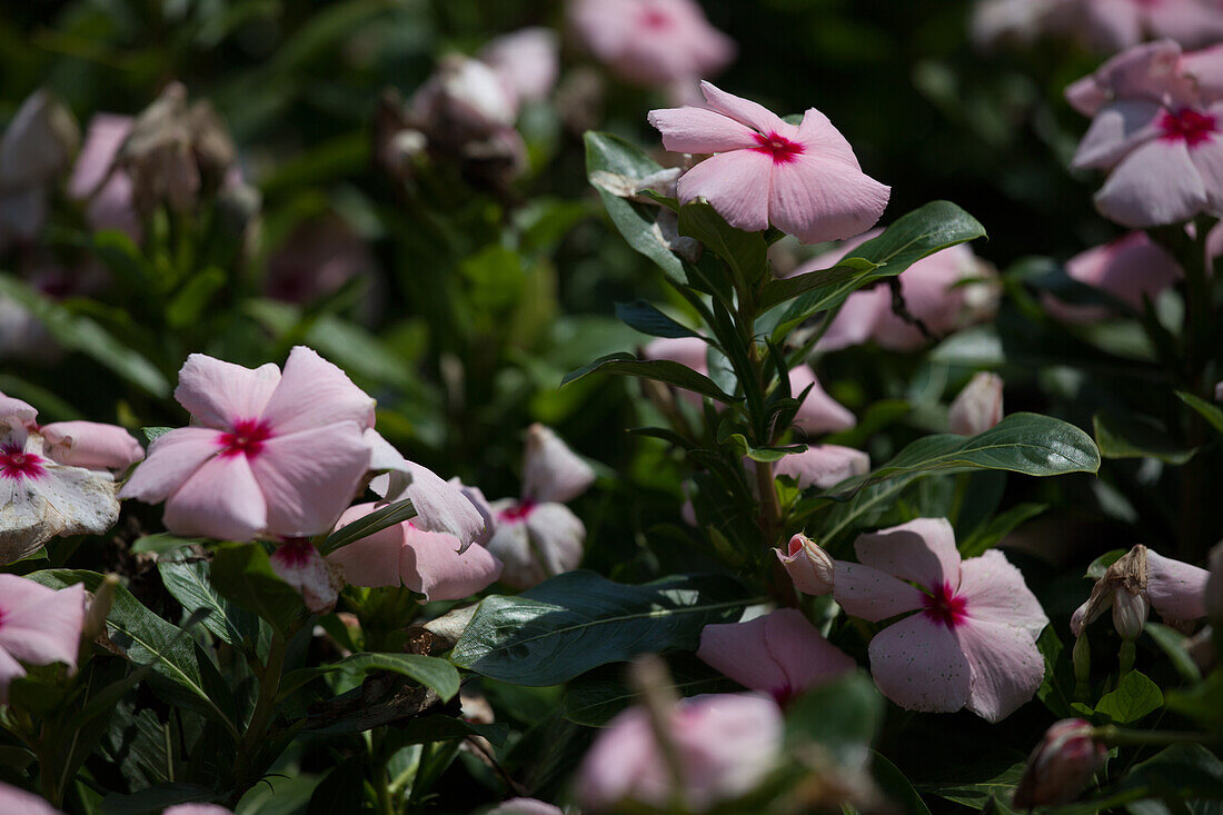 Vinca - Valiant Orchid 