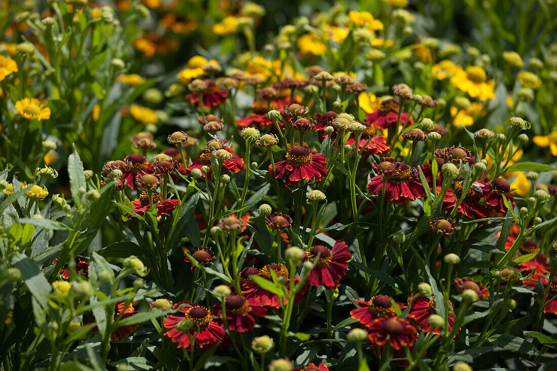 Lobelia speciosa Compliment F1 Scarlet fescue