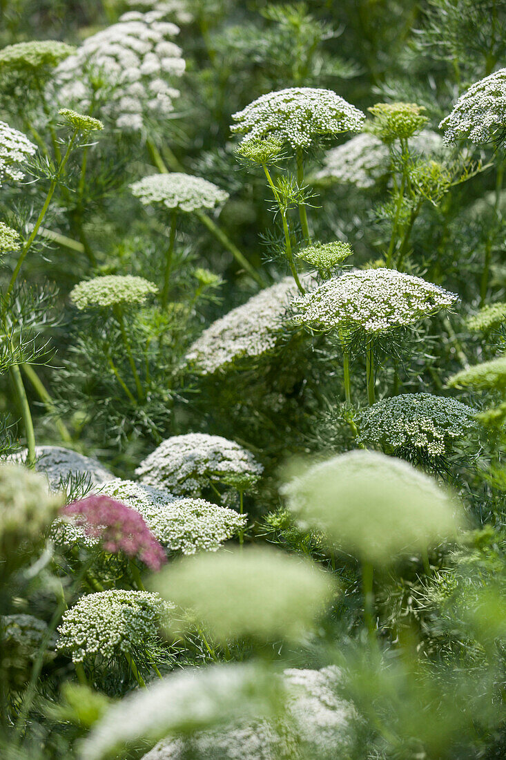 Ammi visnaga 'Green Mist'