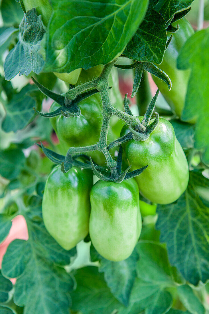 Solanum lycopersicum 'San Marzano F1'