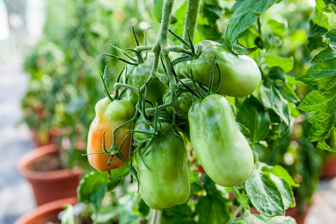 Solanum lycopersicum 'San Marzano F1'