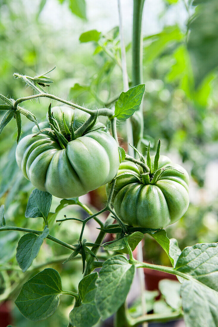 Solanum lycopersicum 'Purpurkalebasse' 