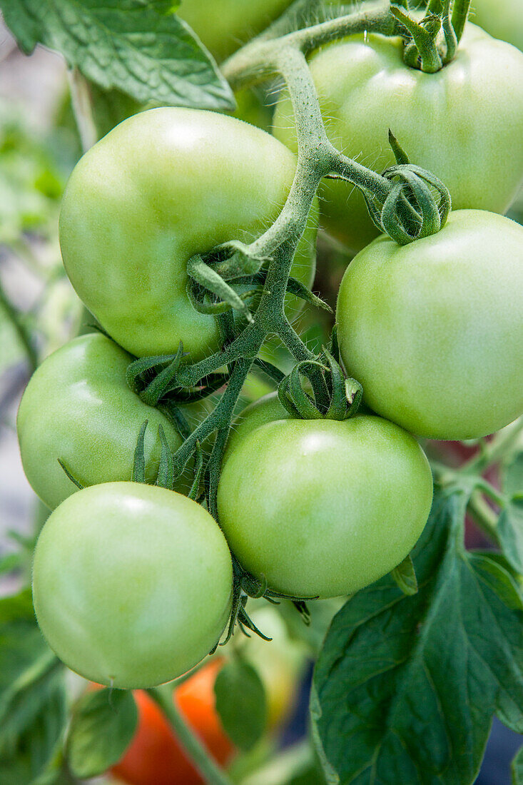 Solanum lycopersicum 'Moneymaker' Bio