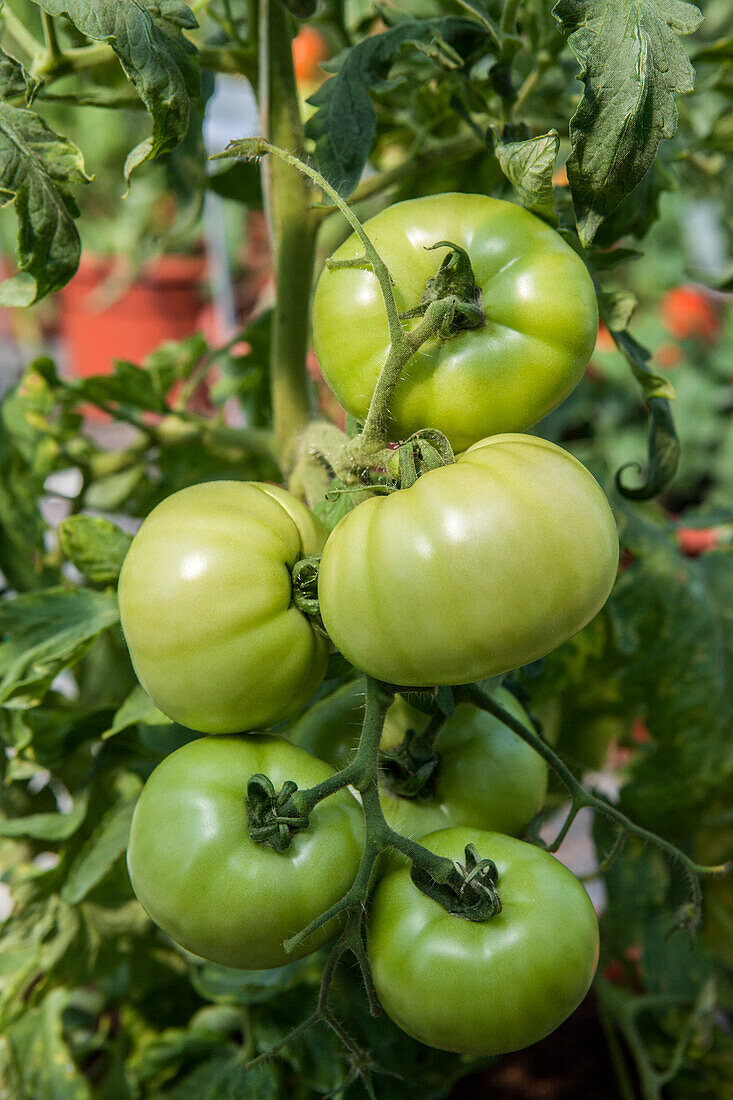 Solanum lycopersicum 'Königin von Sainte Marthe' Bio